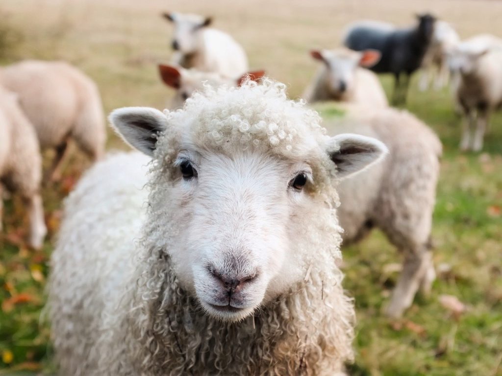 ireland, sheep, lambs